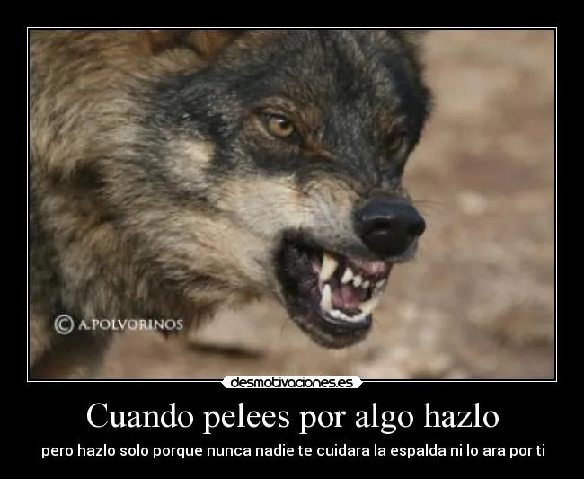 Frases de lobos enamorados - Imagui