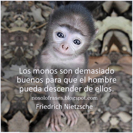 No Solo Frases: Los monos son demasiado buenos para que el hombre ... No Solo Frases: Los monos son demasiado buenos para que el hombre ...