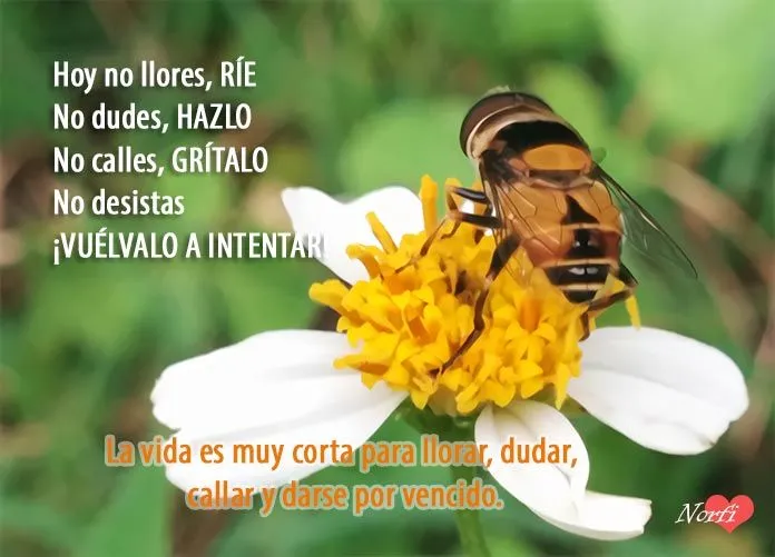 Frases para motivarse a intentarlo, luchar y pelear hasta triunfar Frases para motivarse a intentarlo, luchar y pelear hasta triunfar