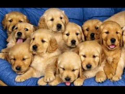 Frases de Pensadores sobre nuestras Mascotas - Taringa!