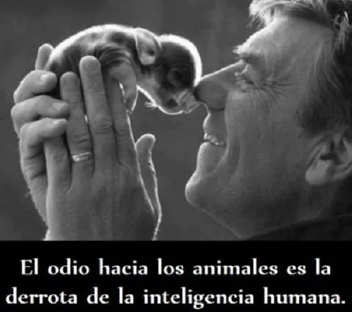 Frases perrunas y de amor animal on Pinterest | Animales, Frases ... Frases perrunas y de amor animal on Pinterest | Animales, Frases ...