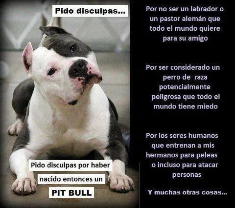 Frases para perro pitbull - Imagui