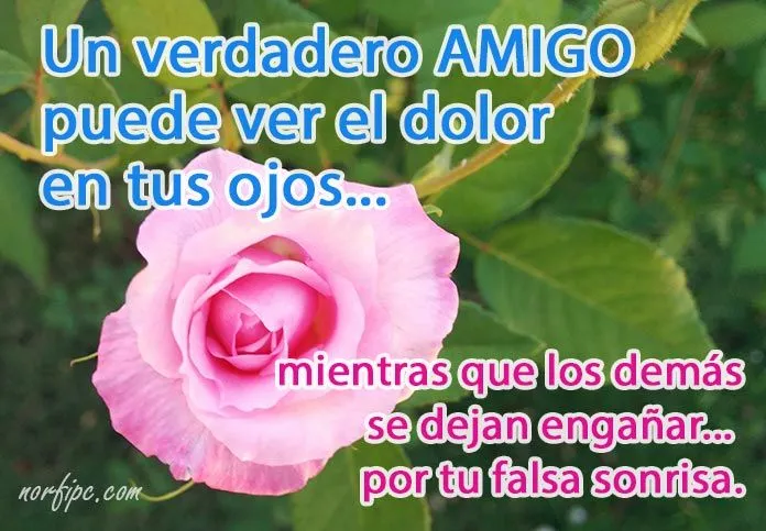 Frases y poemas sobre el valor de los amigos y la amistad