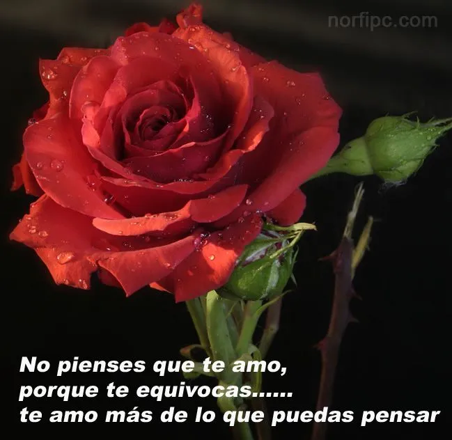 Frases, poemas y cosas lindas de amor para enamorados en Facebook Frases, poemas y cosas lindas de amor para enamorados en Facebook