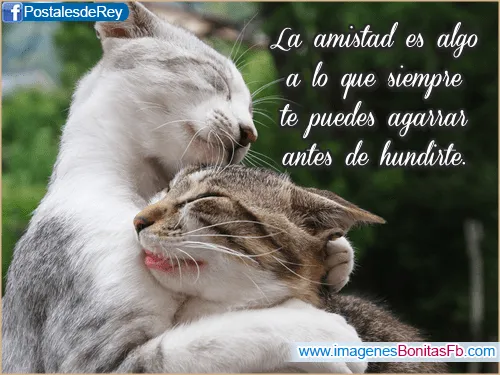 Frases para reflexionar de amistad - Imagenes de Amor Facebook