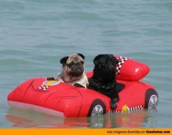 Pugs de vacaciones en la playa