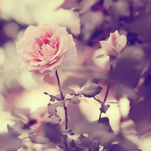 Frases de la vida: Es una locura odiar a todas las rosas porque ...