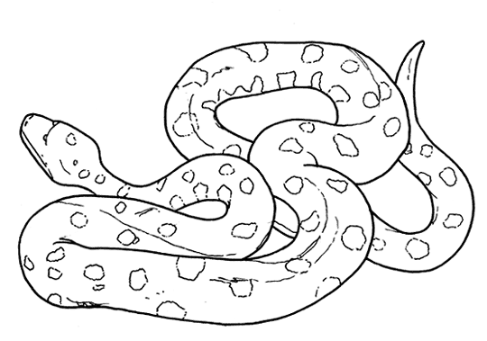 free Anaconda wallpaper wallpapers download | Kids Coloring Pages ... free Anaconda wallpaper wallpapers download | Kids Coloring Pages ...