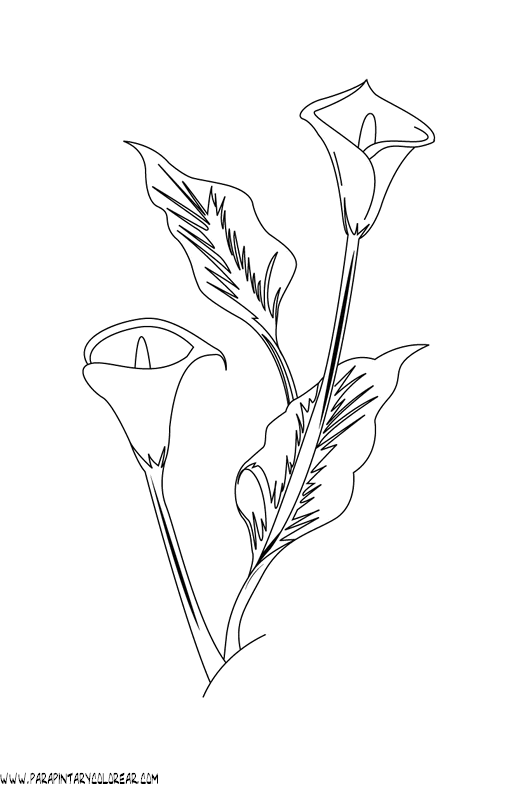 Free coloring pages of jarron con alcatraces Free coloring pages of jarron con alcatraces