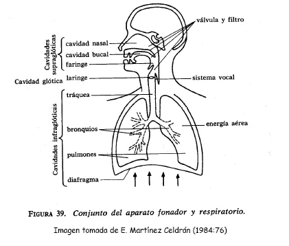 Free coloring pages of el sistema respiratorio