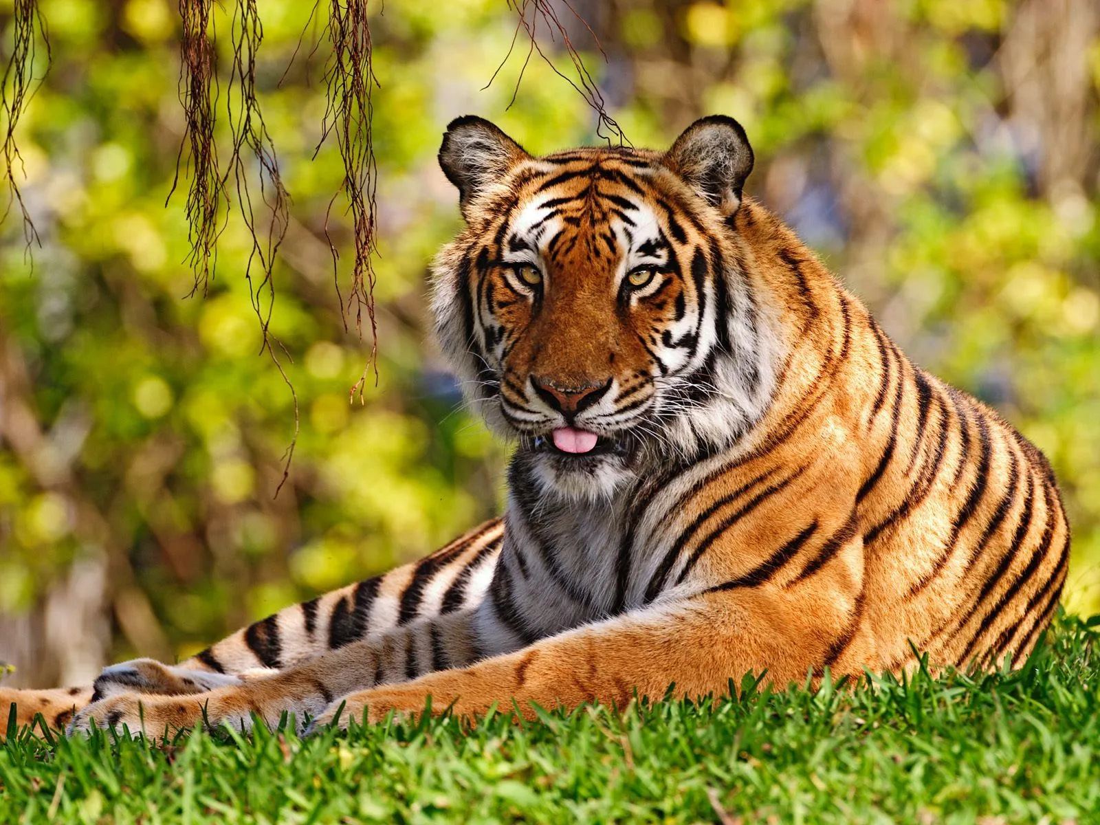 Free Download High quality Tigers Wallpaper Num. 302 : 1600 x 1200 395 ...