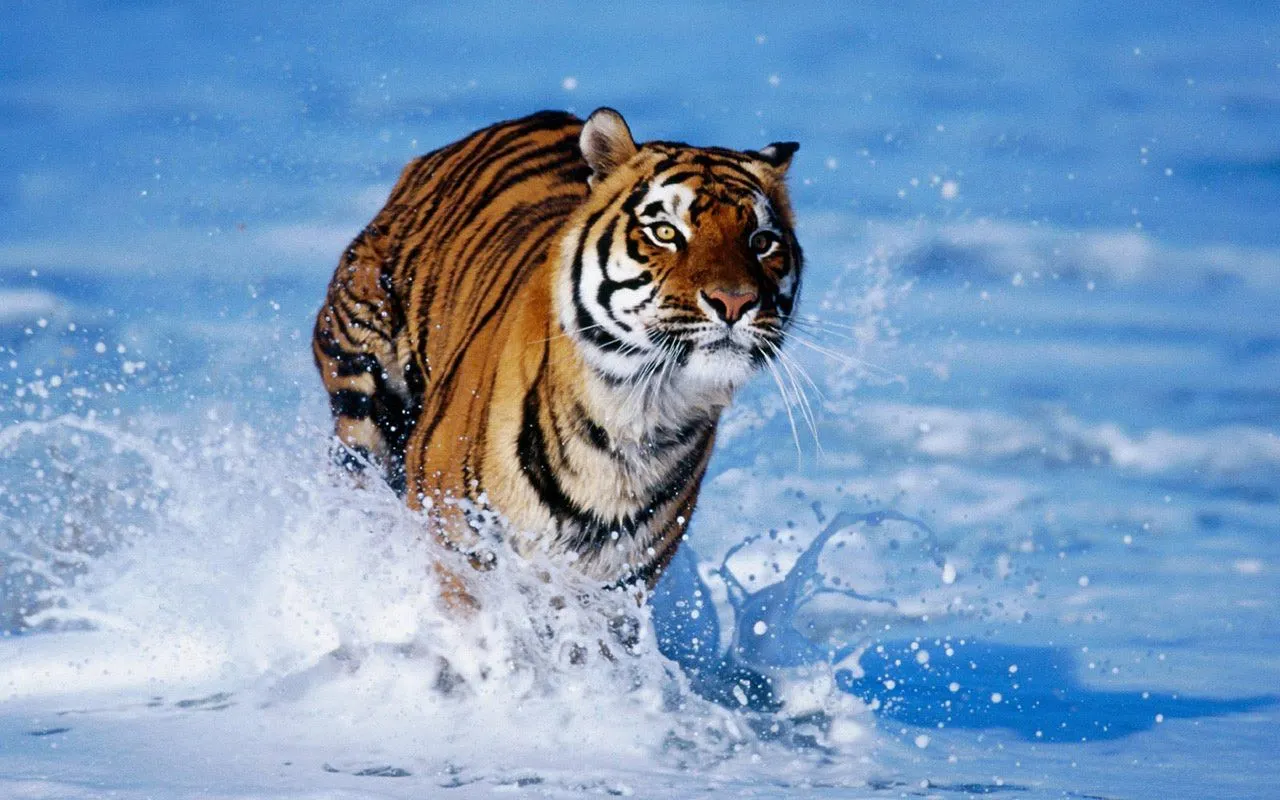 Free Hd Wallpaper of Bengal Tigers