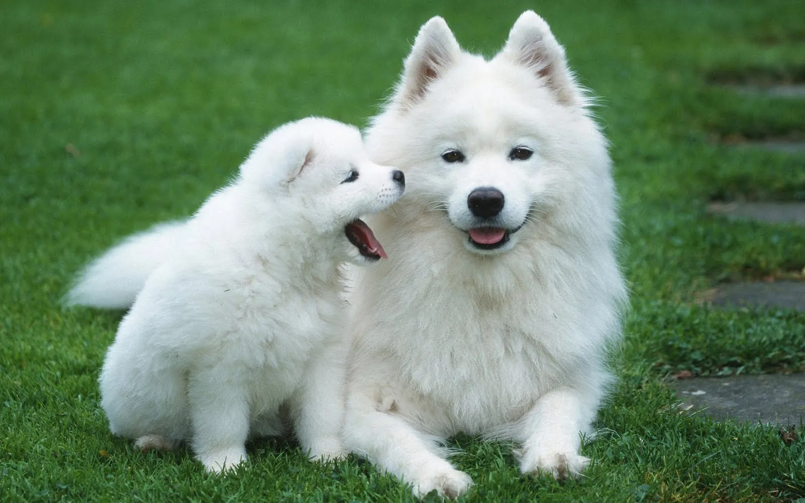 Free Image Banks: Imágenes y fotografías de perritos (25 elementos) Free Image Banks: Imágenes y fotografías de perritos (25 elementos)