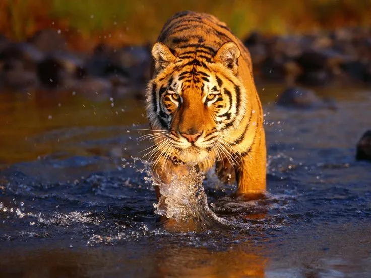 free wallpaper - Bing Bilder | Tiere | Pinterest | Tigers ... free wallpaper - Bing Bilder | Tiere | Pinterest | Tigers ...