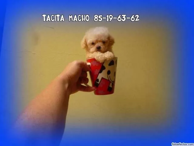 French poodel tacita de té legítimos solo machos - Moravia, Costa ... French poodel tacita de té legítimos solo machos - Moravia, Costa ...