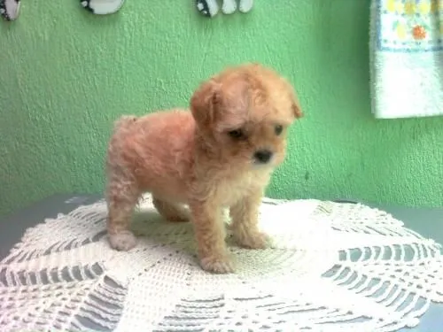 French poodle adulto - Imagui