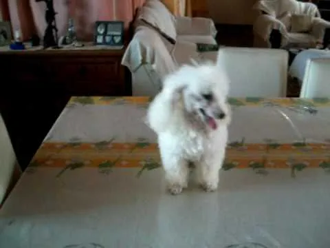 french poodle caniche tacita de te tengo en chocolate marron - YouTube french poodle caniche tacita de te tengo en chocolate marron - YouTube