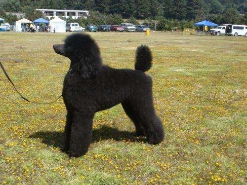 French Poodle Gigante Macho Blanco Picture Pictures