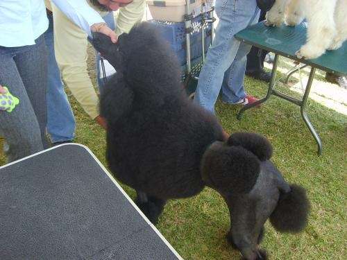 French Poodle Gigante Pictures