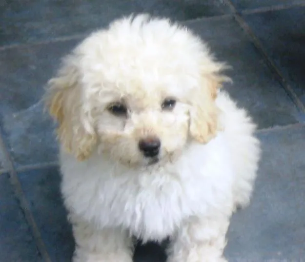 De perros french poodle - Imagui