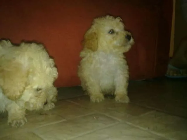 French poodle 2 meses champagne (12 cm de altura) rabo cortado y ...