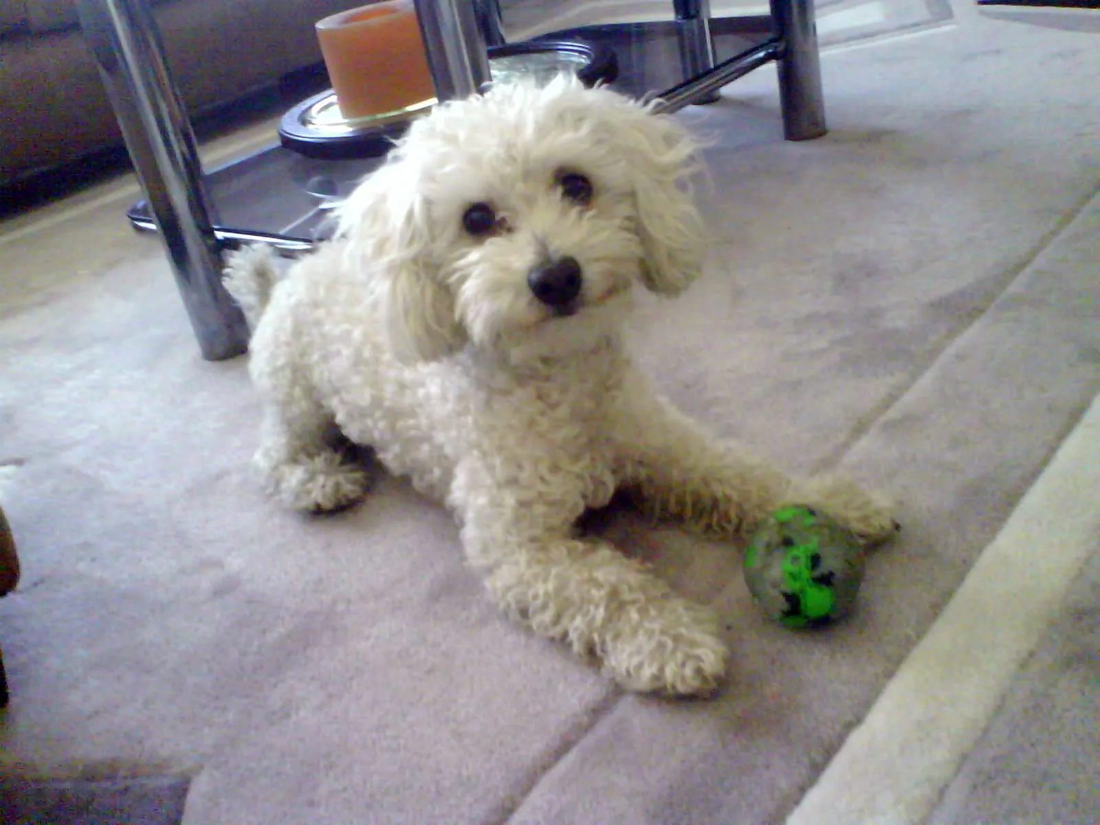 French poodle mini toy adulto - Imagui