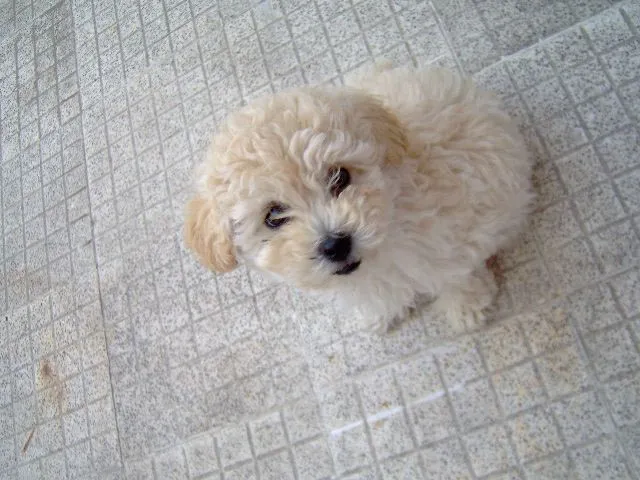 Pin Vendo Cachorritos French Poodle Mini Toy Jalisco Animales ...