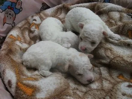 Imagenes de perros french poodle recien nacidos - Imagui Imagenes de perros french poodle recien nacidos - Imagui