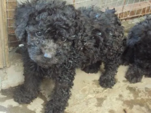 French poodle minitoy preciosos negros(as) - Alajuela, Costa Rica ... French poodle minitoy preciosos negros(as) - Alajuela, Costa Rica ...