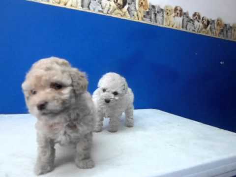 FRENCH POODLE MINITOY y TACITA ACEPTAMOS TARJETAS - YouTube