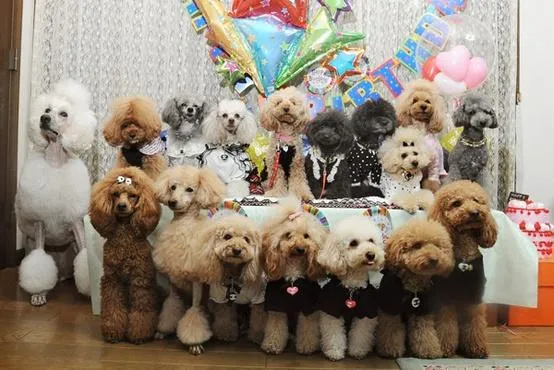 LOS FRENCH POODLE PERROS INTELIGENTES | Cuidar de tu mascota es ... LOS FRENCH POODLE PERROS INTELIGENTES | Cuidar de tu mascota es ...