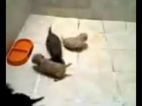 french poodle tacita de te cachorros en venta - YouTube french poodle tacita de te cachorros en venta - YouTube