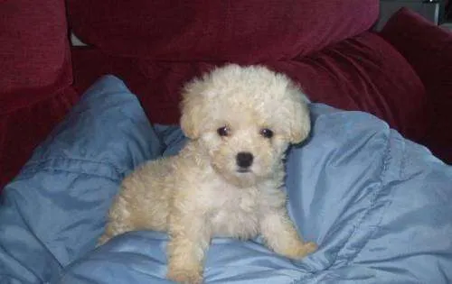 French poodle tacita y miny - Monterrey, Mexico - Animales / Mascotas French poodle tacita y miny - Monterrey, Mexico - Animales / Mascotas