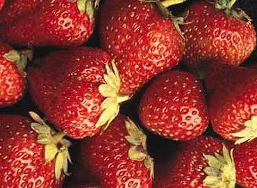 Fresa, Fresita... Fresoncita !!: FRAGARIA Y SU FRESITA Fresa, Fresita... Fresoncita !!: FRAGARIA Y SU FRESITA