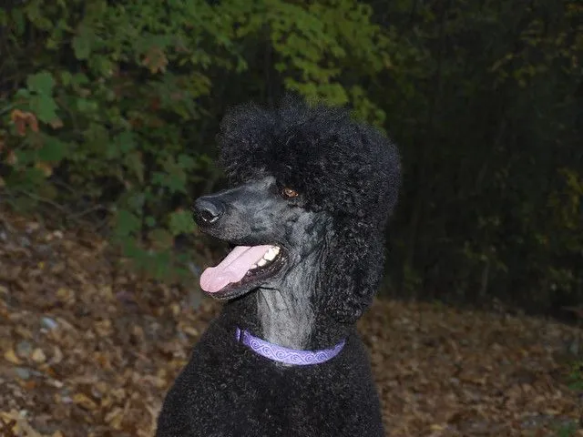 Fresh poodle! 45/52 | Flickr - Photo Sharing! Fresh poodle! 45/52 | Flickr - Photo Sharing!