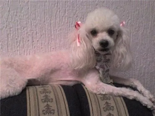 Nombres para una perrita french poodle - Imagui Nombres para una perrita french poodle - Imagui