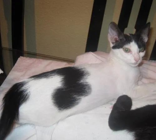 FRESITA - gato adoptado - Bambú difunde