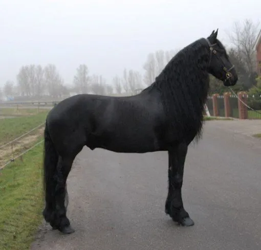 Frisones en venta « Can Frisia