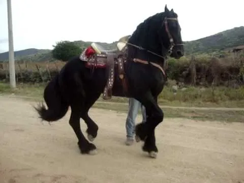 frisones,caballos | Triton TV