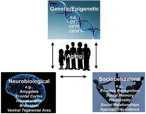 Frontiers | Oxytocin and socioemotional aging: Current knowledge ...