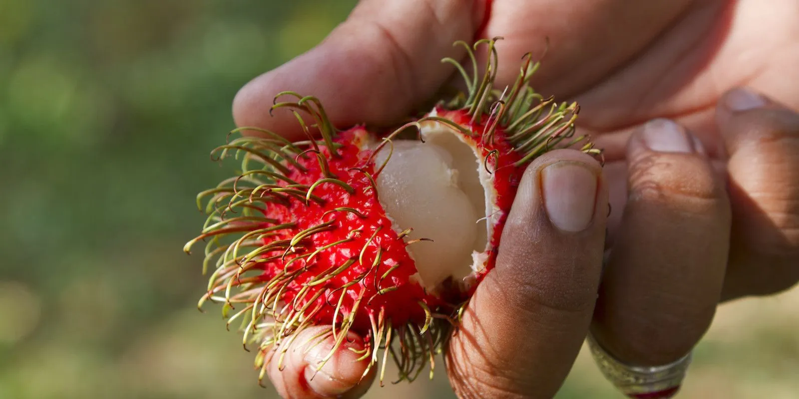 Fruta com R - Lista de frutas com a letra R em ordem alfabética Fruta com R - Lista de frutas com a letra R em ordem alfabética