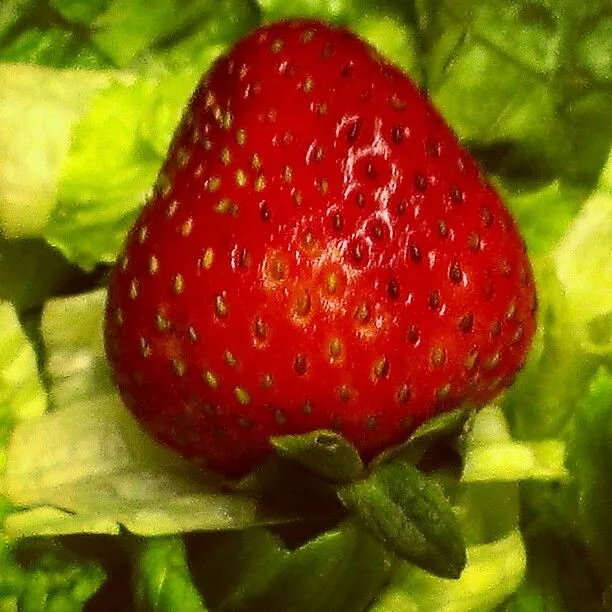 Fruta #Frutilla #Strawberry #Fresa #instagram #instamood #fruit ...