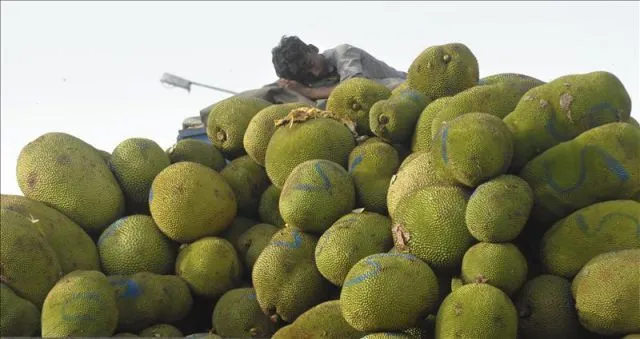 Un joven indio duerme en lo alto de un montón de frutas jaca o ...