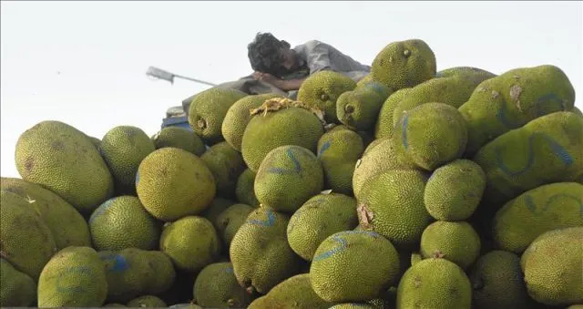 Un joven indio duerme en lo alto de un montón de frutas jaca o ... Un joven indio duerme en lo alto de un montón de frutas jaca o ...