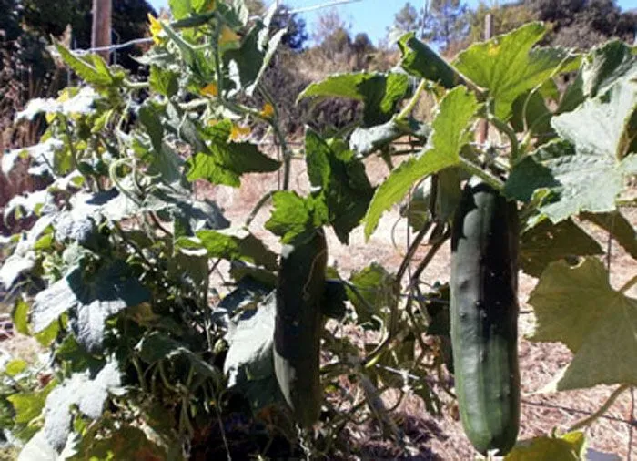 Fruta y verdura | La Rama de Oro