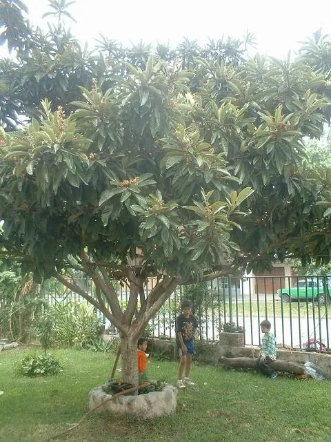 Que frutal me recomiendan? - Foro de InfoJardín