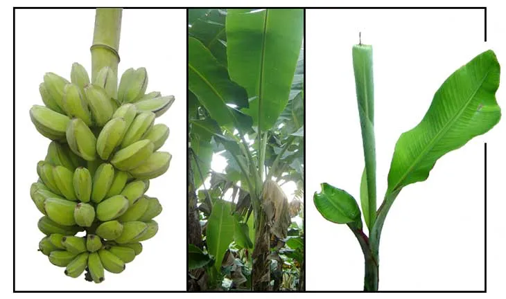 Frutas cultivadas en Venezuela - Foro de InfoJardín