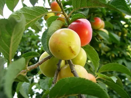 Algunas frutas de primavera