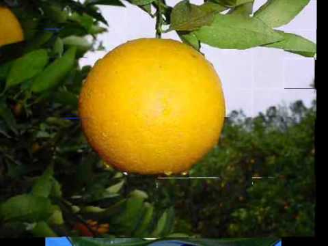 FRUTAS DE LA SELVA 0001 - YouTube