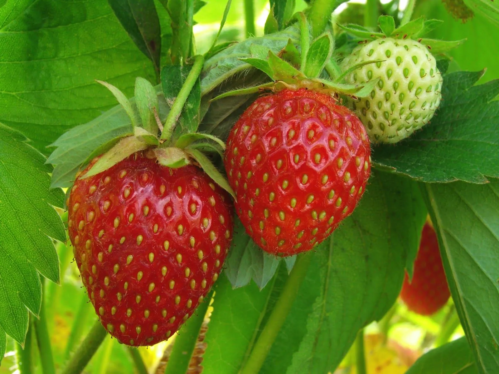 frutaszabalza: Las fresas, la fruta de primavera más saludable.